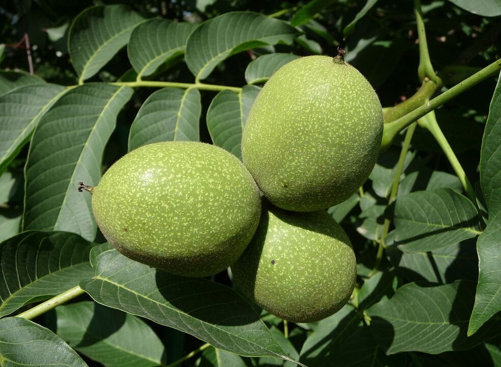 green walnut for potency